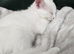 WHITE KITTEN FOR POTENTIAL SALE PLEASE READ