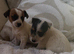 Jack russel