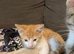 Male Kitten for sale