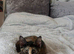 kitten female