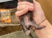 Ready start of July ferrets