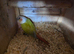 Pair of conures male and female