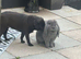 STUNNING cuddly tame (like a dog ) French lop boy