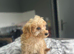 Bluebell 2 f1b cockapoo boys ready to be viewed