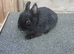 Netherland Dwarf Rabbits
