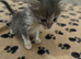 8 week old kittens for sale