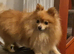 Boy pomeranian