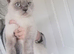 British shorthair female in neutered
