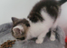 Girl kitten