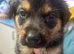 caucasian shepherd cross rottweiler