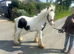 gypsy cob gelding 11,3 pony