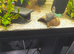 Fish tank