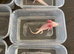 Rescue Axolotl Looking For New Homes