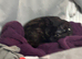 Maebelle (tortoise shell x calico)