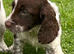 Cockerpoo puppies