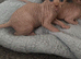 Stunning Sphynx & Dwelf kittens