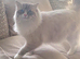 GCCF seal tabby mitted (Stud only)