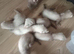 14 baby ferrets