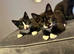 4 British short hair cross kittens