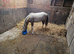 Palmino colt