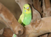Baby Love birds,3