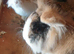2 lion head boy rabbits