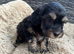 5 Lhasapoos puppies