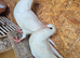 Pigeon