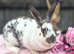 Agouti and White Continental Giant Doe
