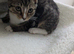 female tabby kitten needs rehoming
