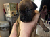 8 puppies for sale
