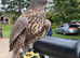 Lovely female Gyr saker for sale