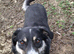 Rescued mix breed, 3 years old,loving
