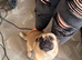 Beautiful frug needing a new home