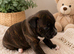 Kc reg black brindle white staffys