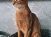 Last two Champion lines Abyssinian kittens