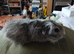 Cuddly sows, and boars