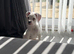 KC Boxer Puppies **READY NOW **