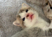 2 kittens available
