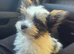 Biewer terrier