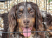 Cockapoo F1 last chocolate girl !!!!.
