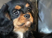 Gorgeous cavalier boys