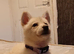 Koda.