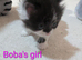 Snowshoe x British Longhair Kittens