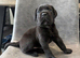 Cane corso puppies - excellent example of their breed