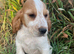 Show type cocker spaniel puppies