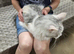 Female maine coon for sale