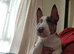 3 years Old AKC & KC Registered Miniature English bull terrier Boy