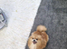 Pomeranian female for sale