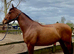 ***Thinking of selling my boy***
